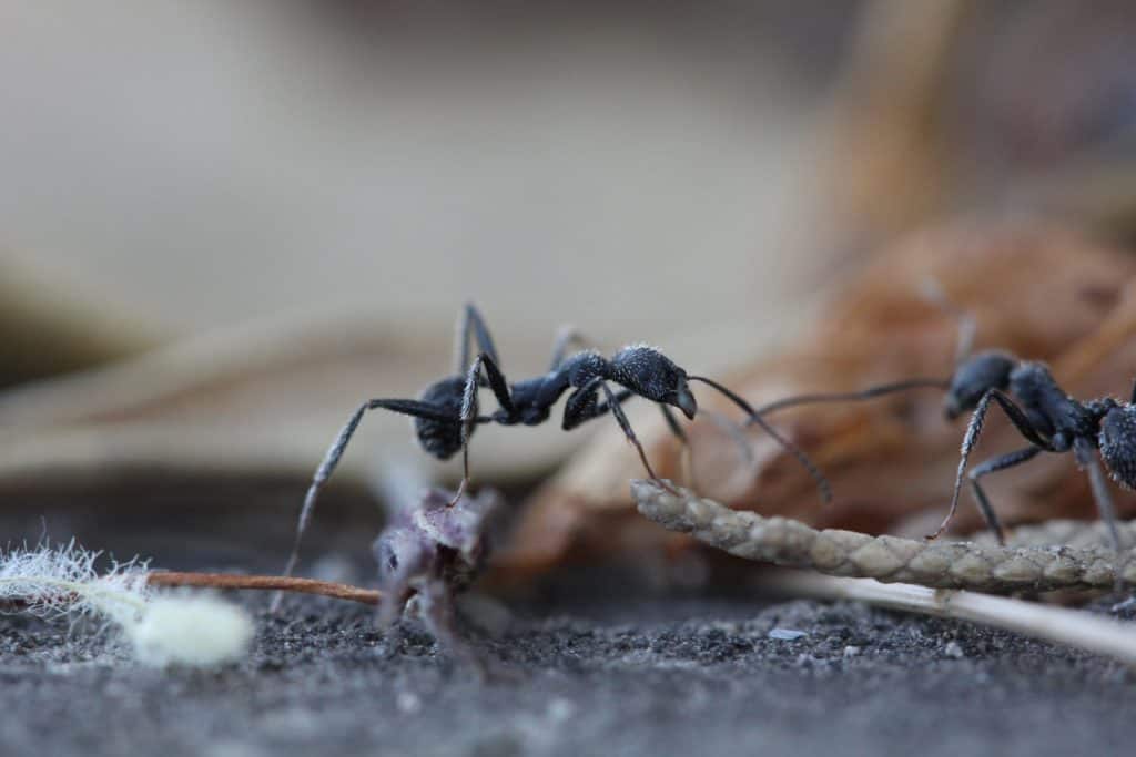 cosa attira le formiche
