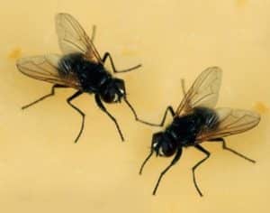 immagine di due mosche