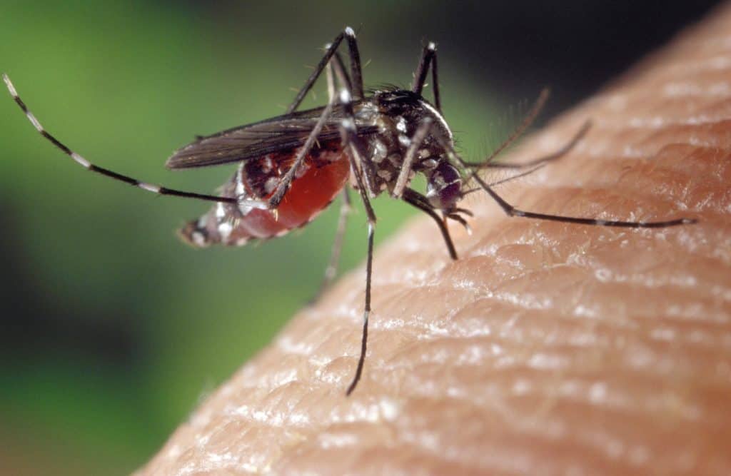 disinfestazione ecologica zanzare